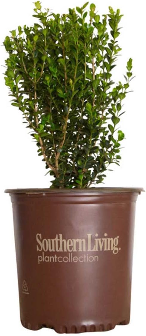 2.5 Quart Evergreen Shrub V169