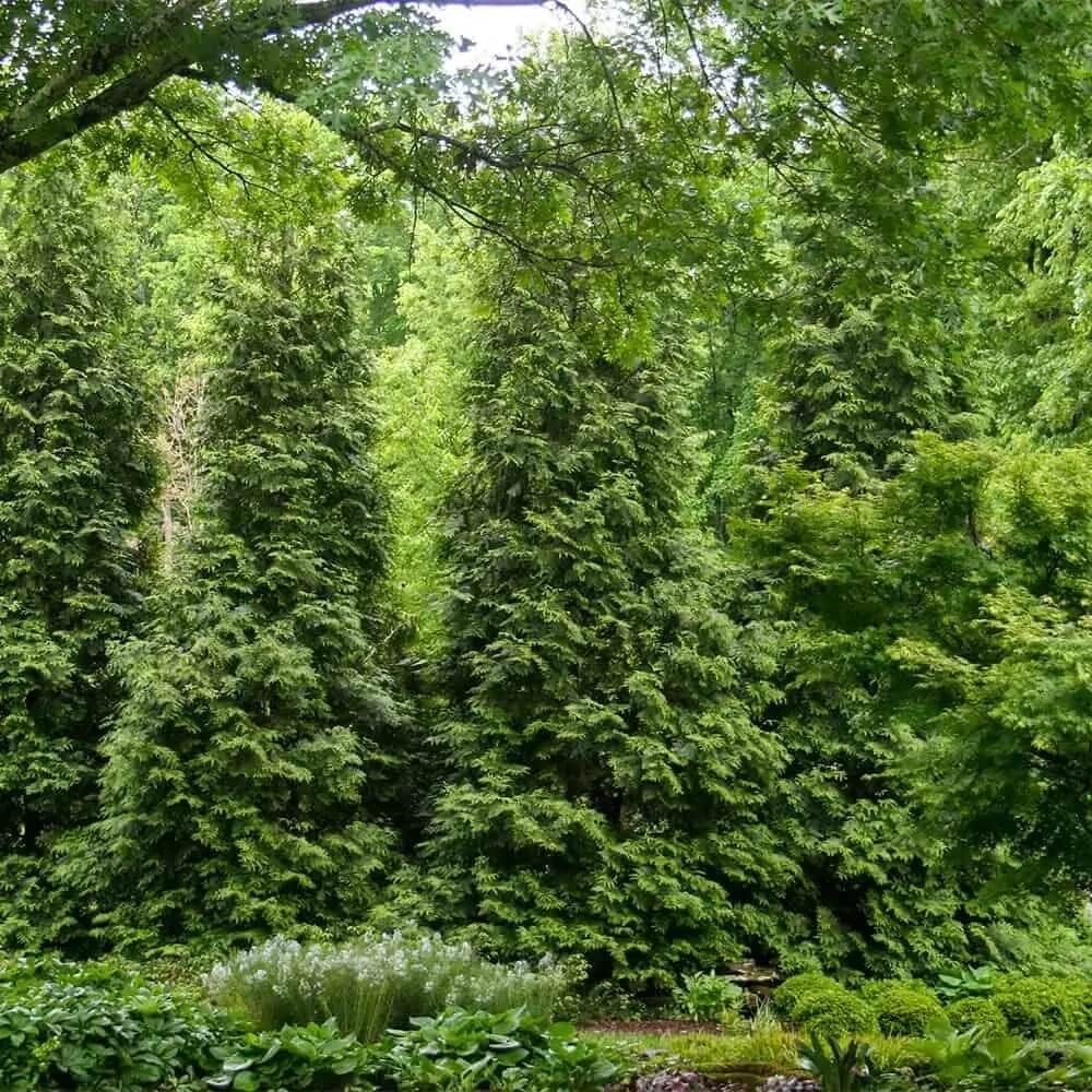 2.5 Gallon Thuja Green Giant Live Evergreen Tree K7936