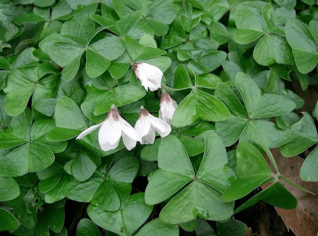 4" Pot Shamrock Plants Oxalis C601832