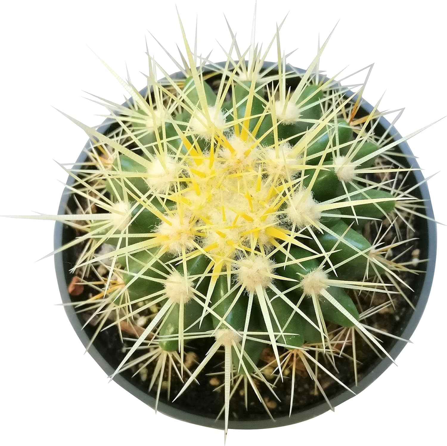 2 inch Succulent Plants Q11661
