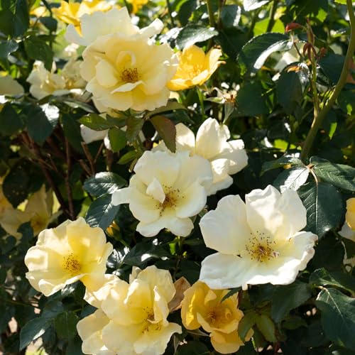 1 Gallon Rose Plant with Bright Yellow Flowers T293