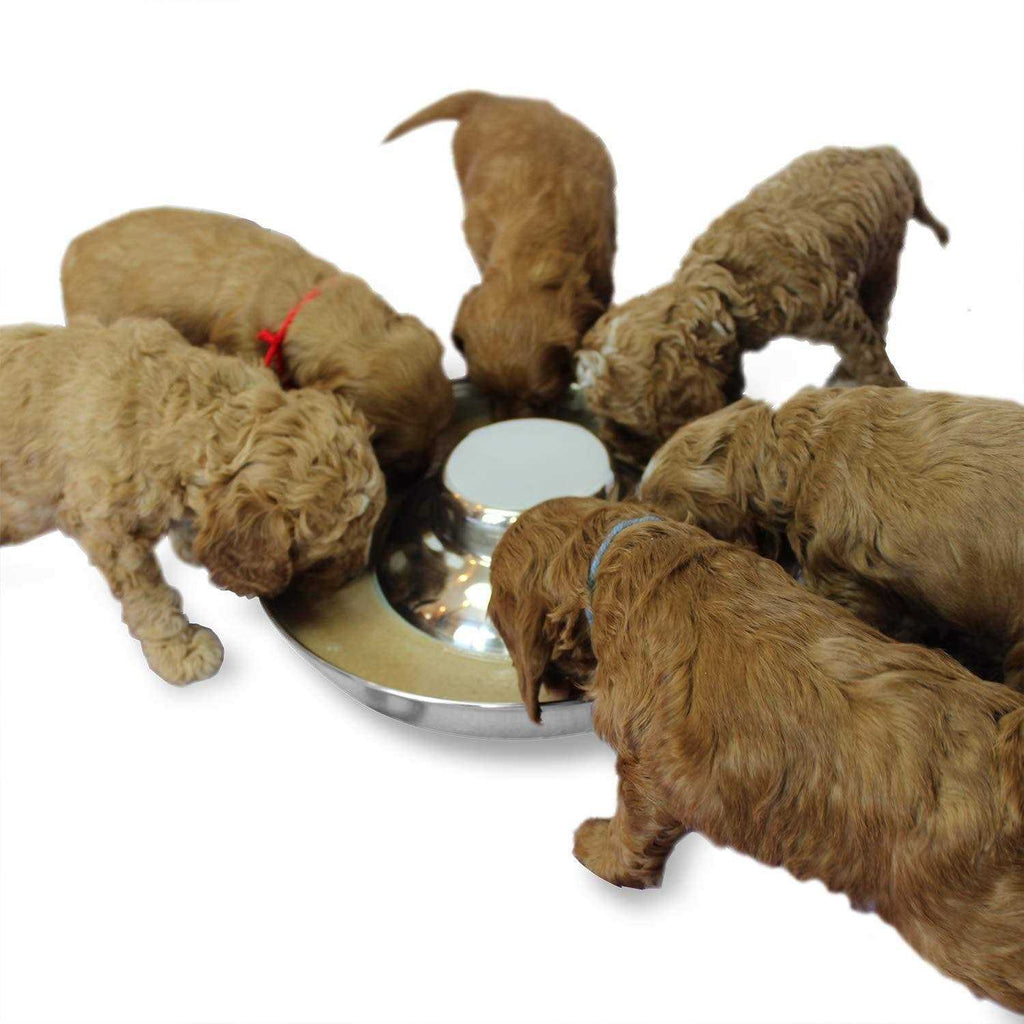 Stainless Steel Puppy Dog Bowls C211814