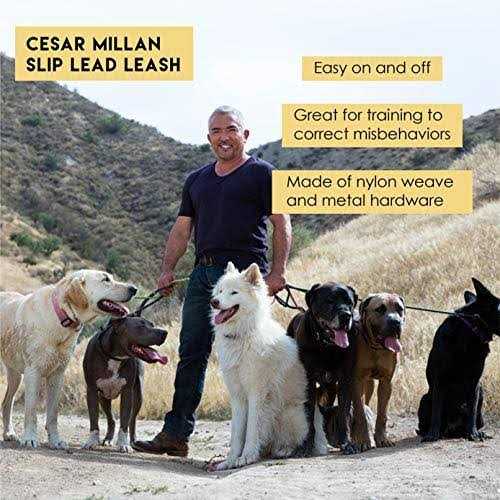 Slip Lead Leash 2-in-1 Dog Training Lead & Collar U159