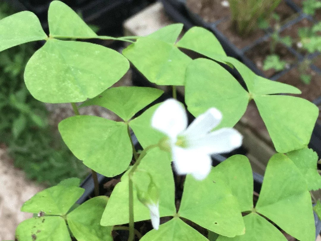 4" Pot Shamrock Plants Oxalis C601832
