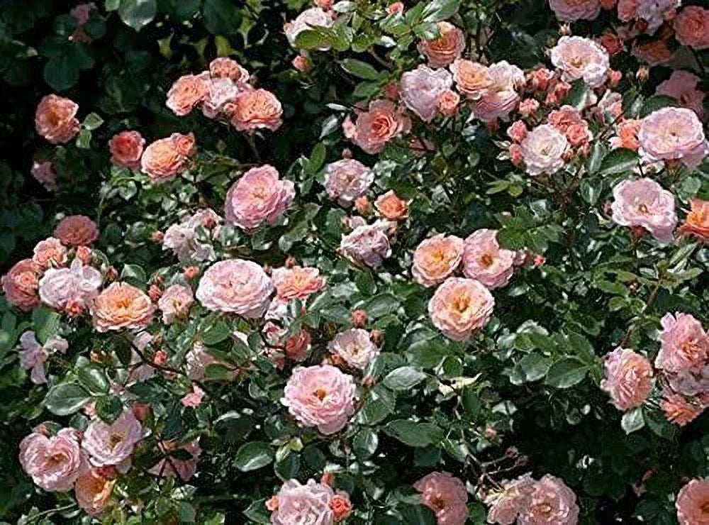 Apricot Drift Rose Bush Q2953