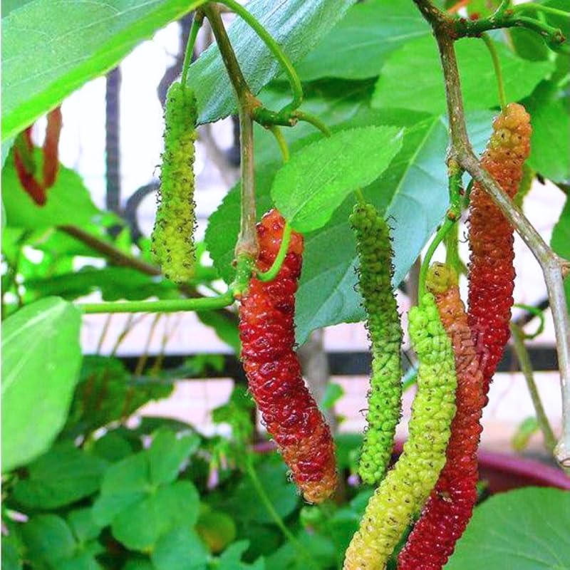 2 Dwarf Everbearing Mulberry Plants Live to Grow 5 to 8 Inch Height Sweet Mulberry Trees Live Seedlings Edible Dwarf Mulberries Fruit Plant R414