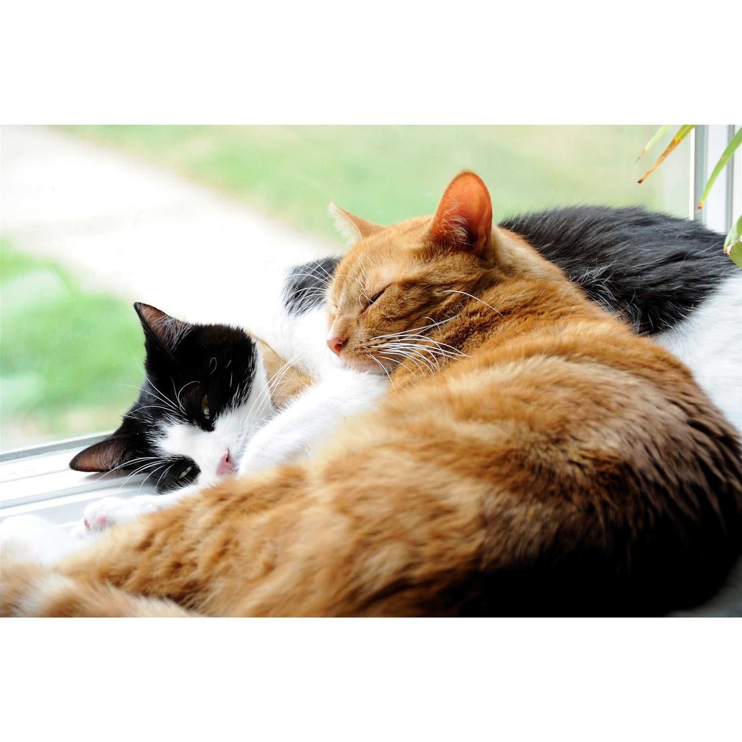Probiotics Powder for Cats with Saccharomyces Boulardii Lactobacillus Acidophilus E639053