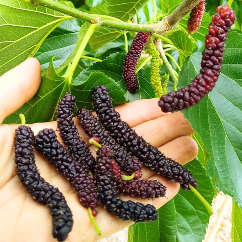 2 Dwarf Everbearing Mulberry Plants Live to Grow 5 to 8 Inch Height Sweet Mulberry Trees Live Seedlings Edible Dwarf Mulberries Fruit Plant R414