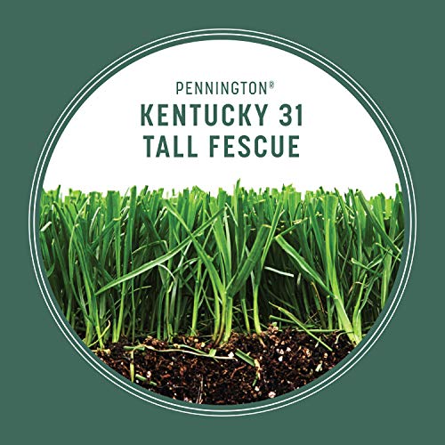 Kentucky 31 Tall Fescue Grass Seed 20 lb & Starter Lawn Fertilizer 14 LBS N843362