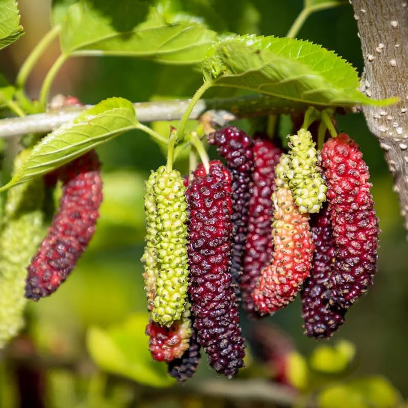 2 Dwarf Everbearing Mulberry Plants Live to Grow 5 to 8 Inch Height Sweet Mulberry Trees Live Seedlings Edible Dwarf Mulberries Fruit Plant R414