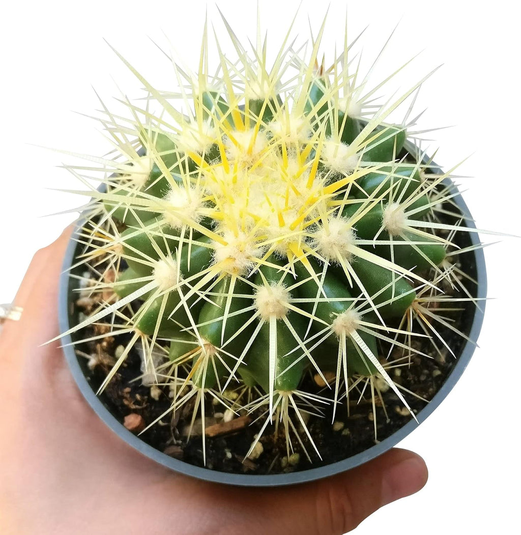 2 inch Succulent Plants Q11661