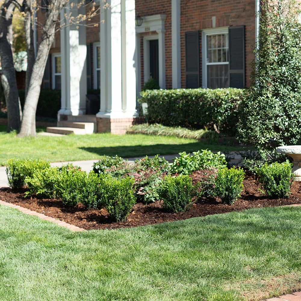 2.5 Quart Evergreen Shrub V169