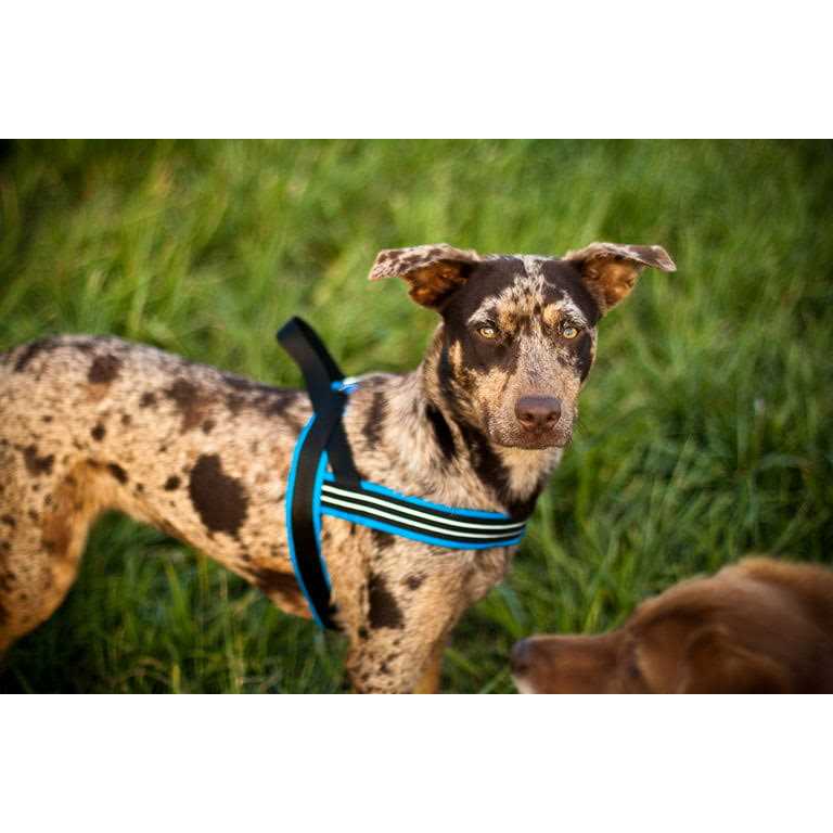 Sport Harness T81350