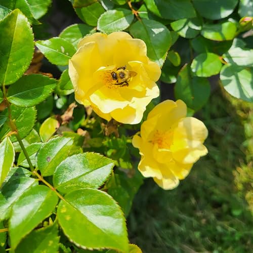 1 Gallon Rose Plant with Bright Yellow Flowers T293