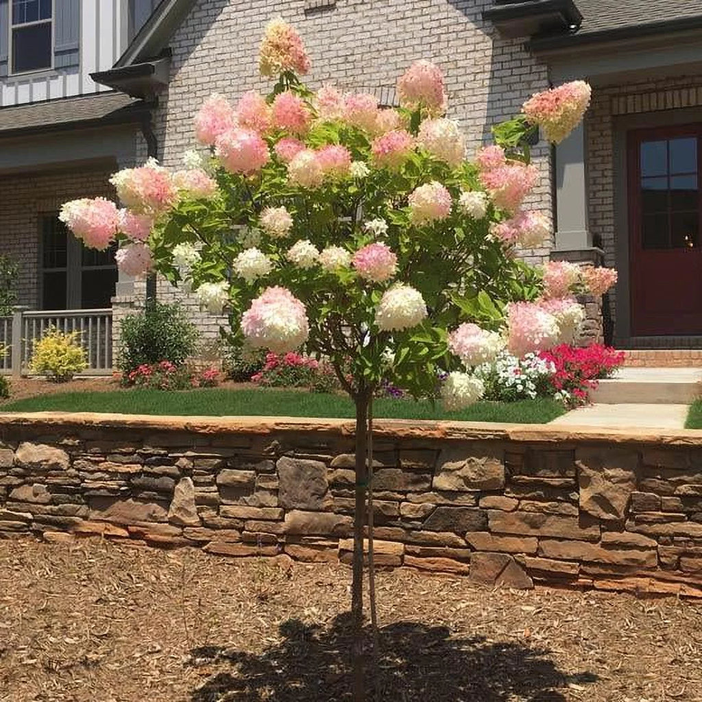 Vanilla Strawberry Hydrangea Tree H915903