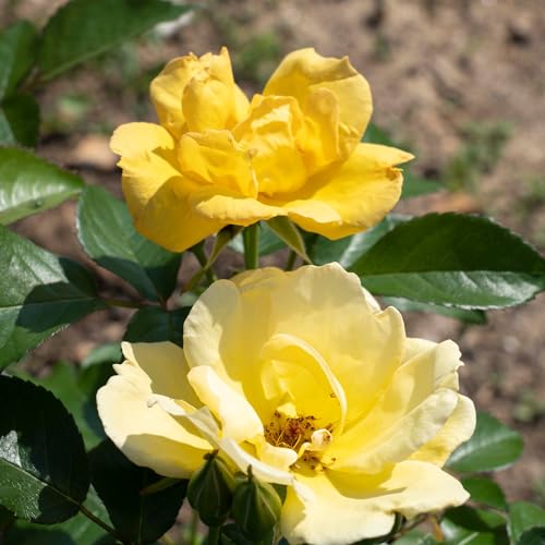 1 Gallon Rose Plant with Bright Yellow Flowers T293