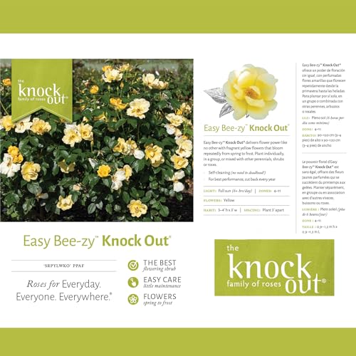 1 Gallon Rose Plant with Bright Yellow Flowers T293