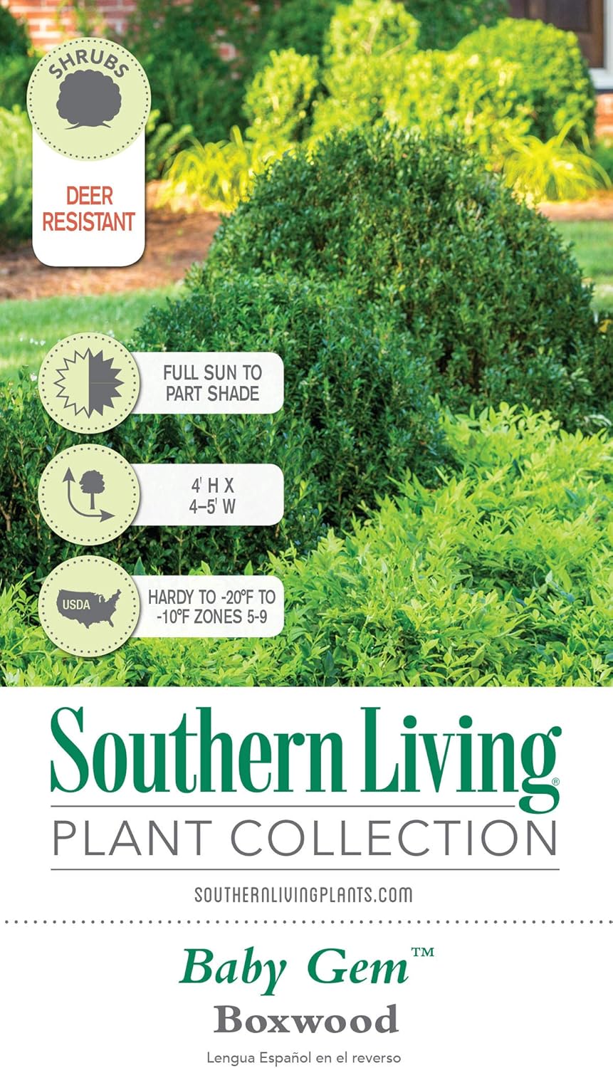 2.5 Quart Evergreen Shrub V169