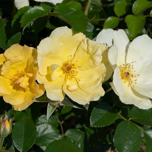 1 Gallon Rose Plant with Bright Yellow Flowers T293