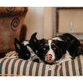Vintage Stripe Envelope Dog Bed F402