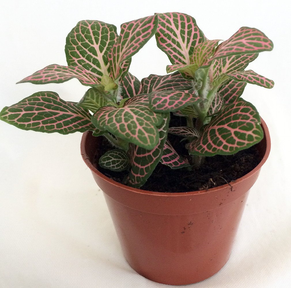 Pink Nerve Plant Fittonia 2.5" Pot D467