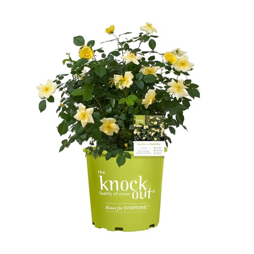 1 Gallon Rose Plant with Bright Yellow Flowers T293