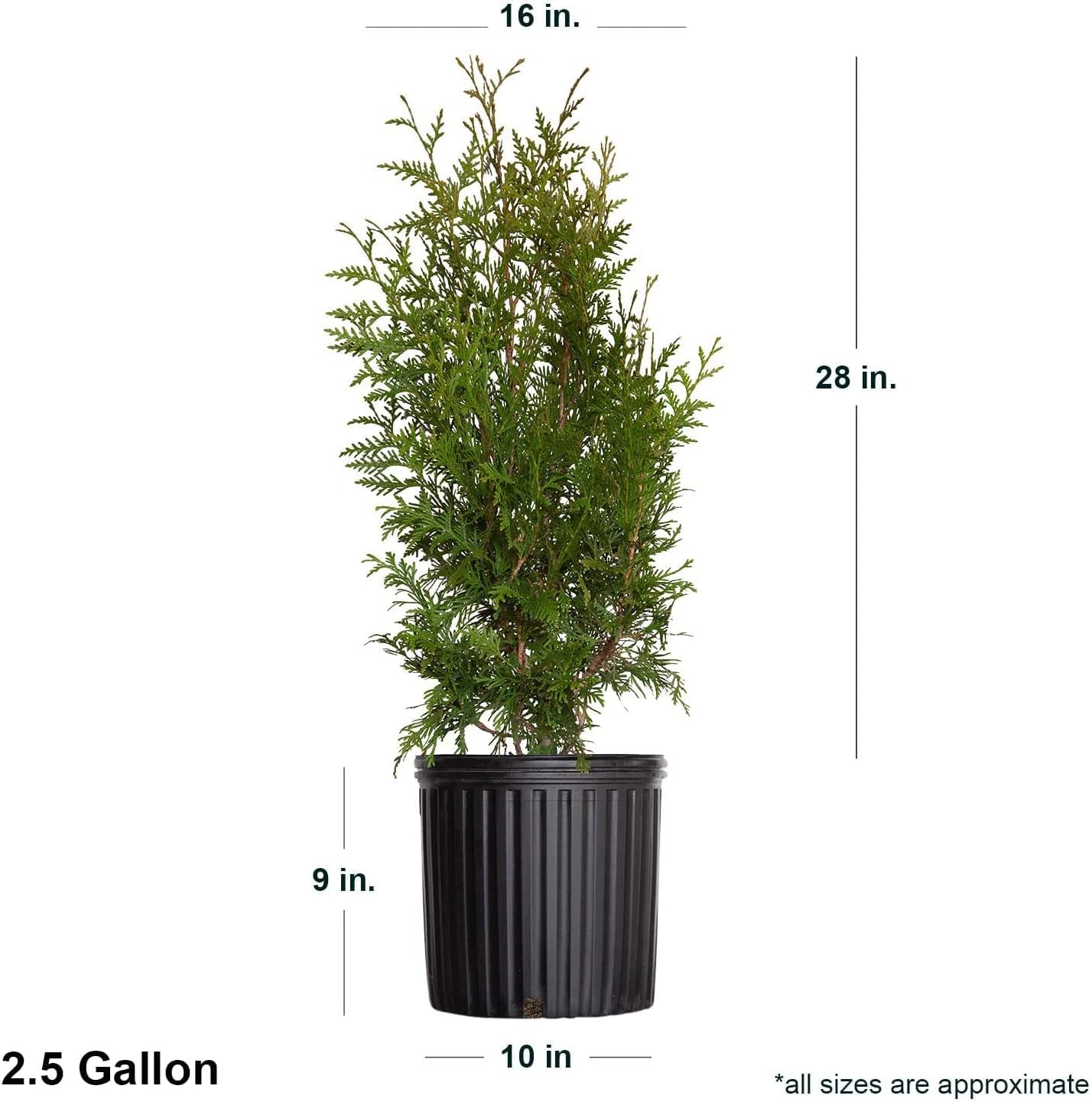 2.5 Gallon Thuja Green Giant Live Evergreen Tree K7936