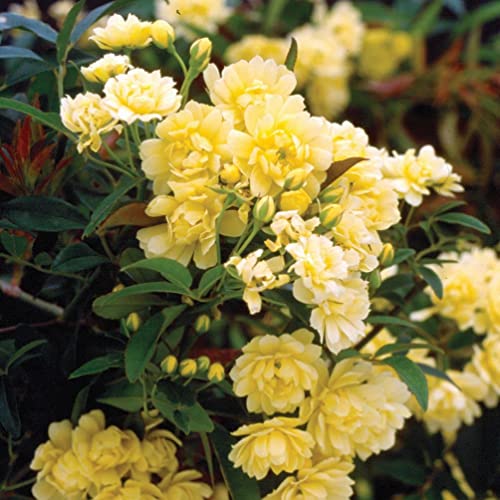2.5 Gallon Yellow Climbing Rose O814348