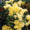 2.5 Gallon Yellow Climbing Rose O814348