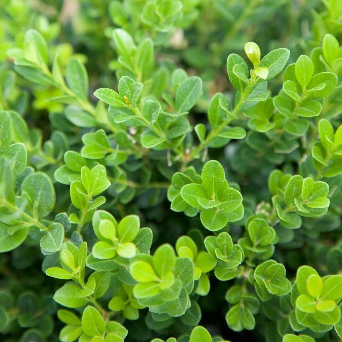 2.5 Quart Evergreen Shrub V169