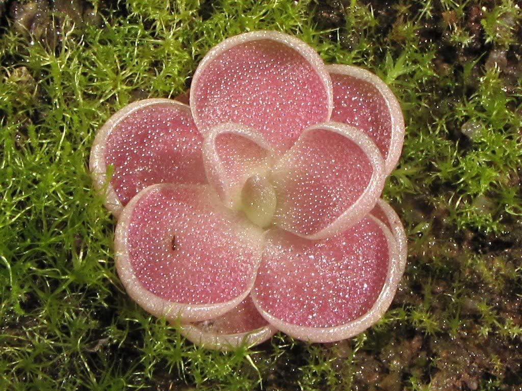 10pcs Butterwort Carnivorous Plant O876652