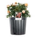 Apricot Drift Rose Bush Q2953