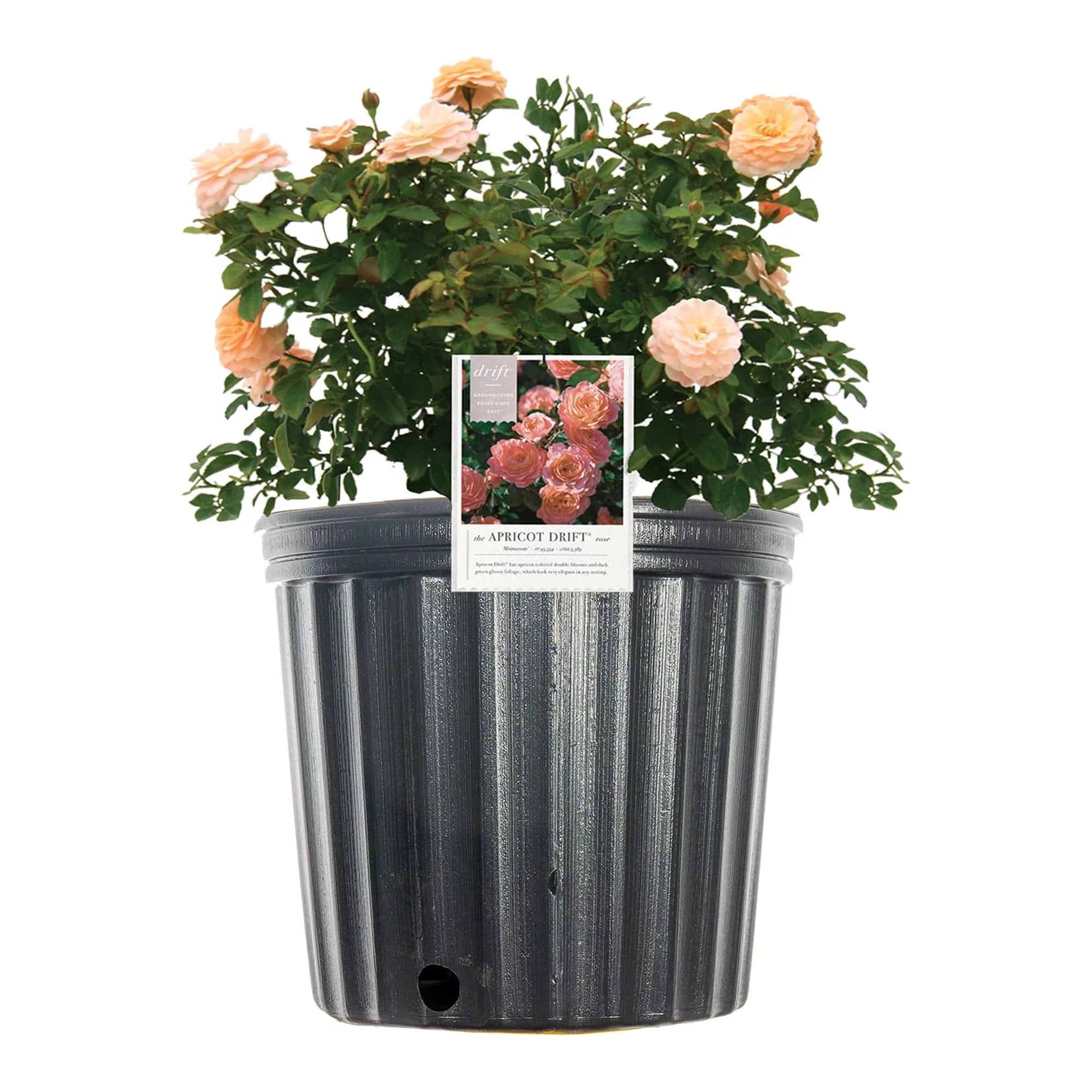 Apricot Drift Rose Bush Q2953