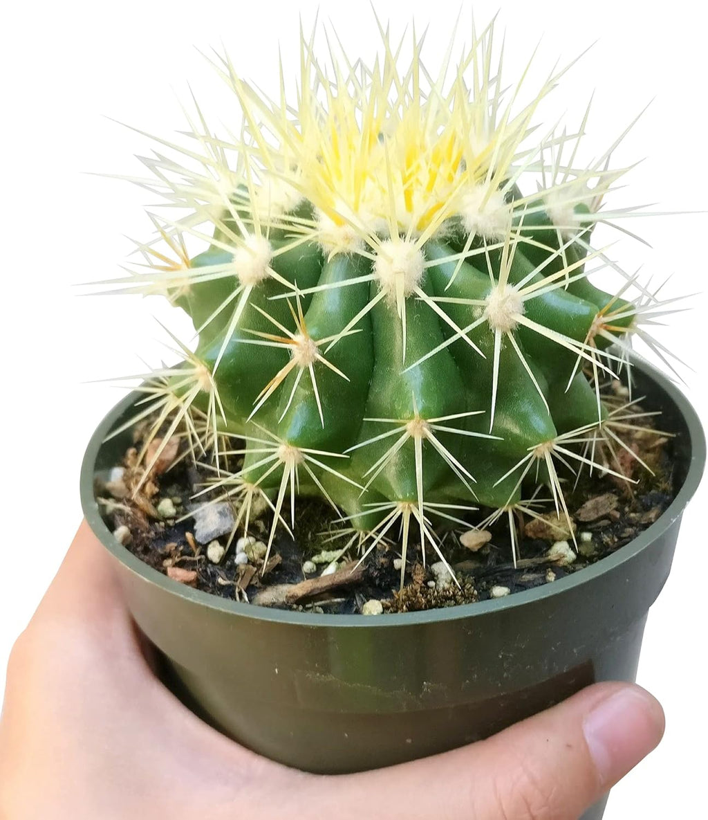 2 inch Succulent Plants Q11661