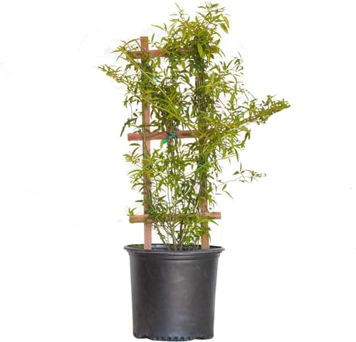 2.5 Gallon Yellow Climbing Rose O814348