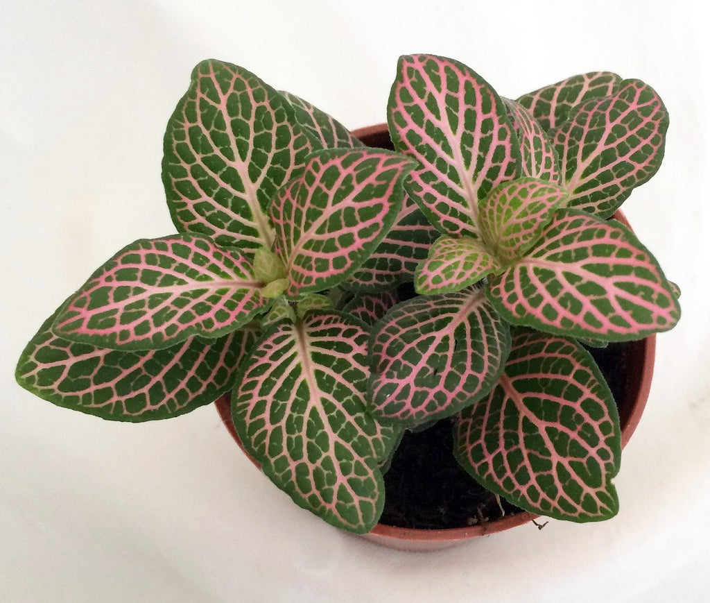 Pink Nerve Plant Fittonia 2.5" Pot D467