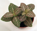Pink Nerve Plant Fittonia 2.5" Pot D467