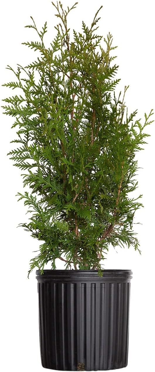 2.5 Gallon Thuja Green Giant Live Evergreen Tree K7936