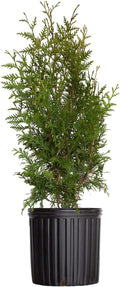 2.5 Gallon Thuja Green Giant Live Evergreen Tree K7936