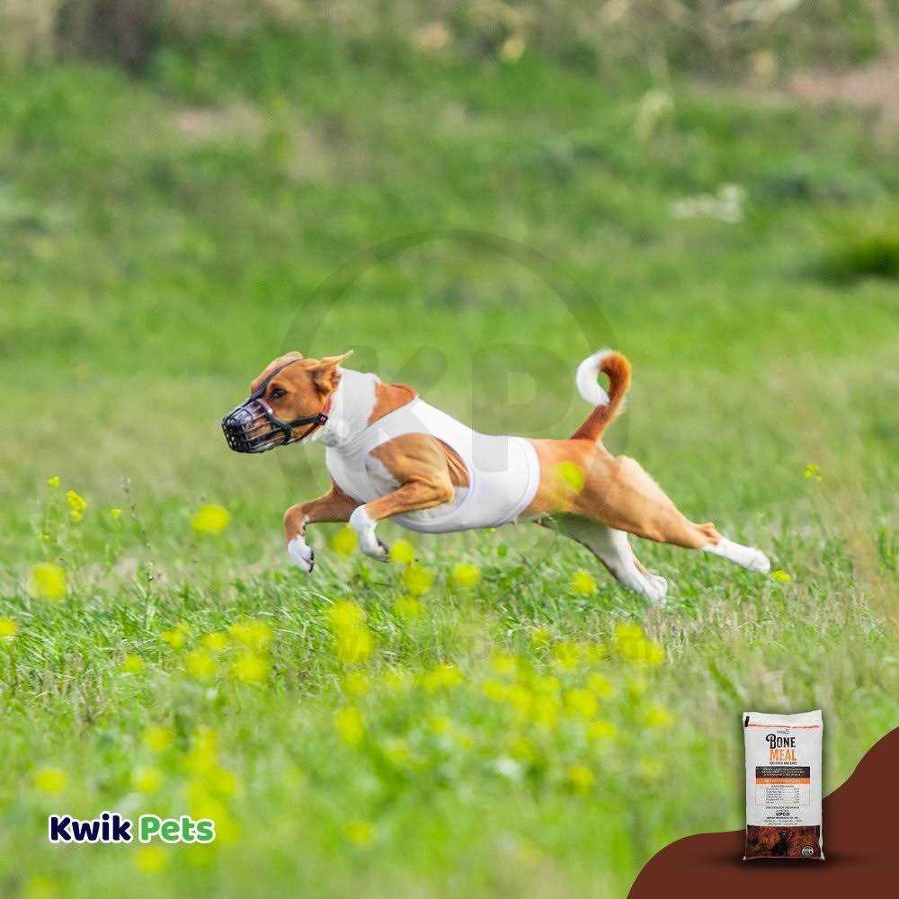 Bone Meal Supplement Q30240