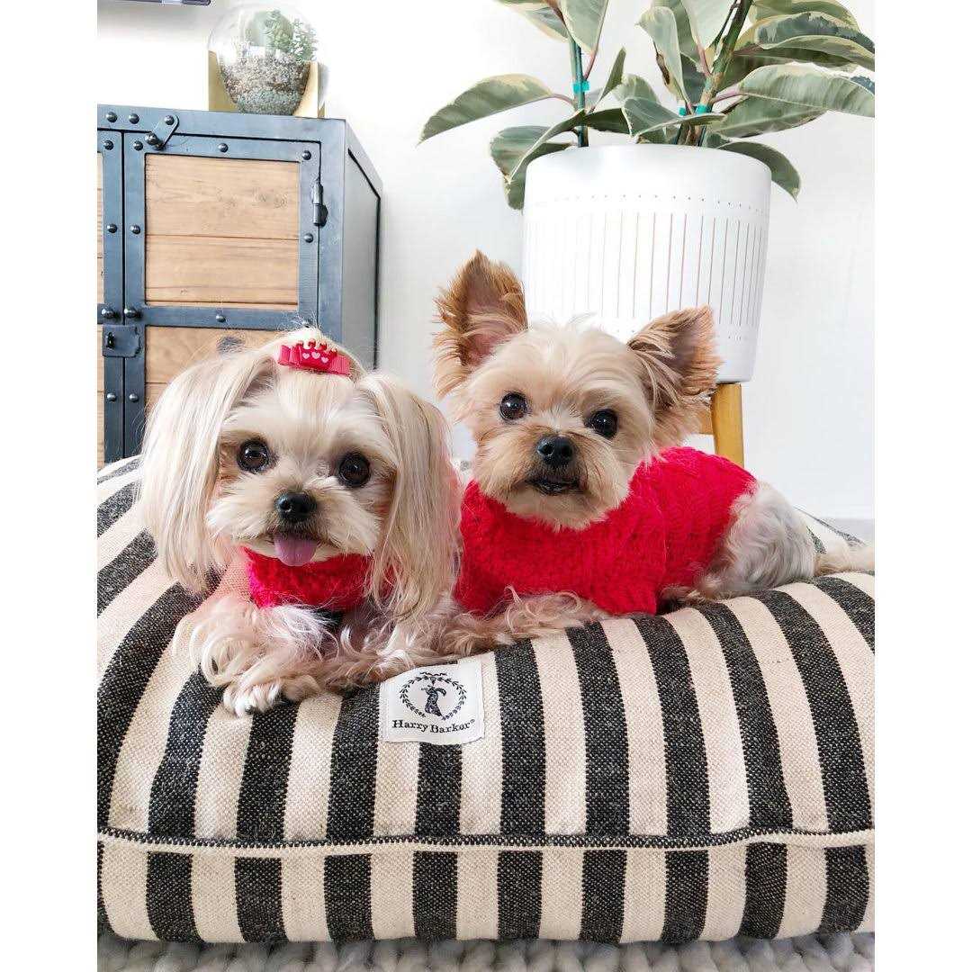Vintage Stripe Envelope Dog Bed F402