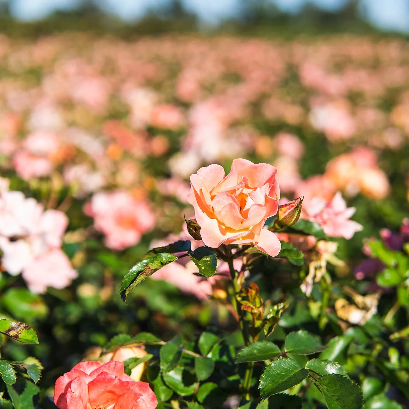 Apricot Drift Rose Bush Q2953