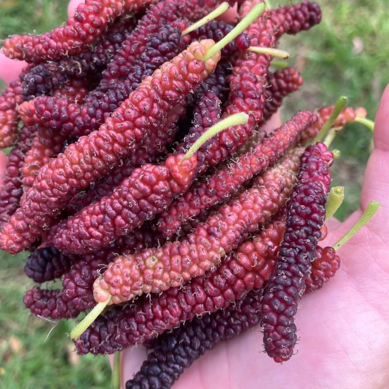 2 Dwarf Everbearing Mulberry Plants Live to Grow 5 to 8 Inch Height Sweet Mulberry Trees Live Seedlings Edible Dwarf Mulberries Fruit Plant R414