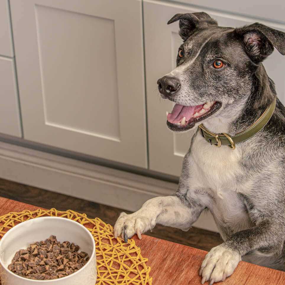 Air Dried Chicken Dog Food B729