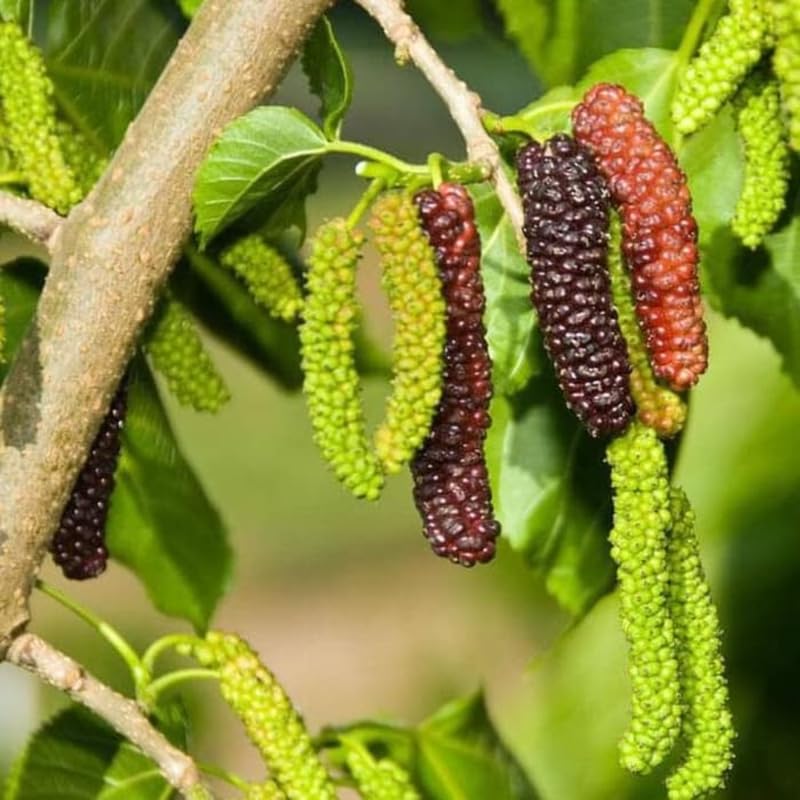 2 Dwarf Everbearing Mulberry Plants Live to Grow 5 to 8 Inch Height Sweet Mulberry Trees Live Seedlings Edible Dwarf Mulberries Fruit Plant R414