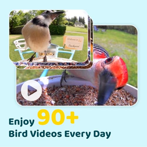 Bird Feeder with Camera Y645882