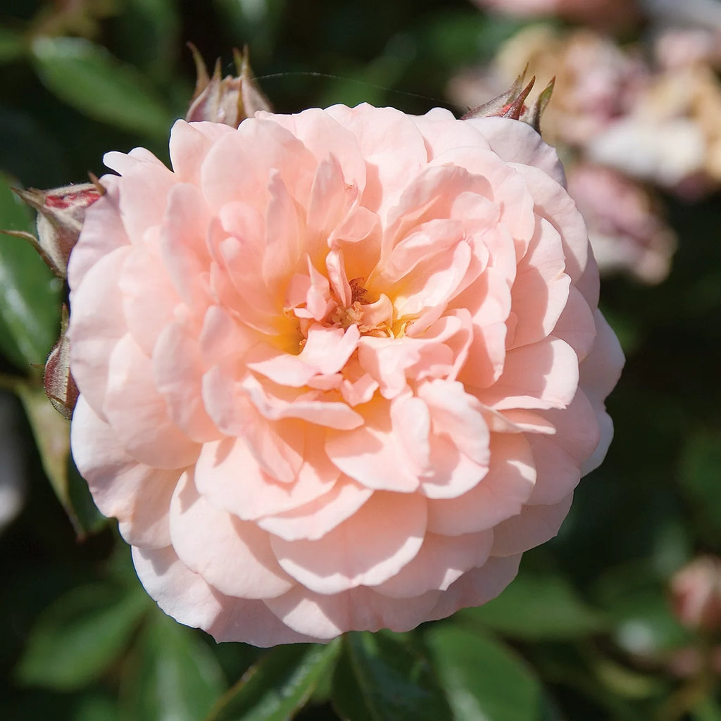 Apricot Drift Rose Bush Q2953
