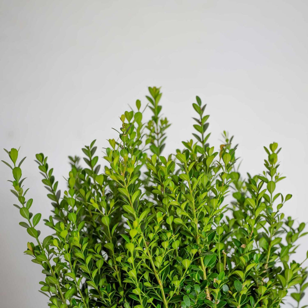 2.5 Quart Evergreen Shrub V169