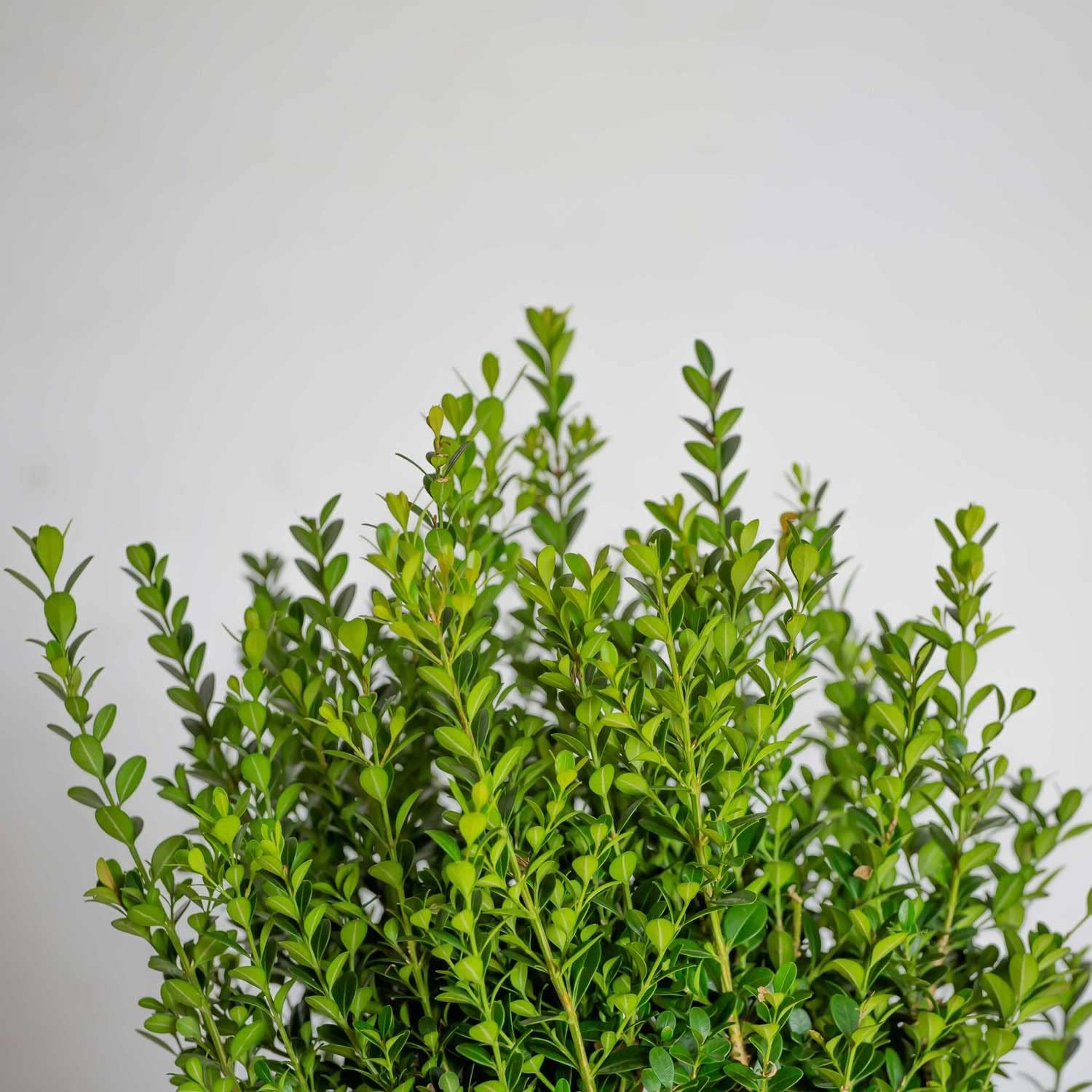 2.5 Quart Evergreen Shrub V169