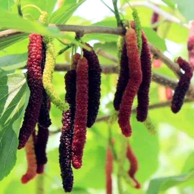 2 Dwarf Everbearing Mulberry Plants Live to Grow 5 to 8 Inch Height Sweet Mulberry Trees Live Seedlings Edible Dwarf Mulberries Fruit Plant R414